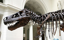 A tyrannosaurus dinosaur fossil at a museum. 